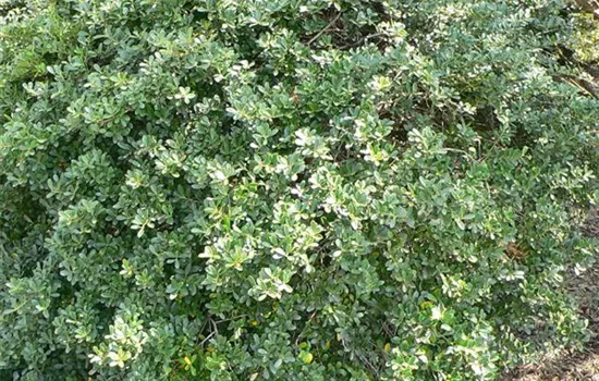 Ilex crenata