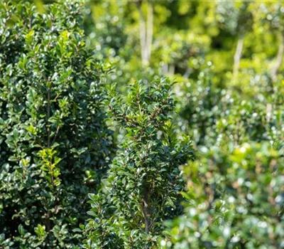 Ilex meserveae (x) 'Heckenstar'