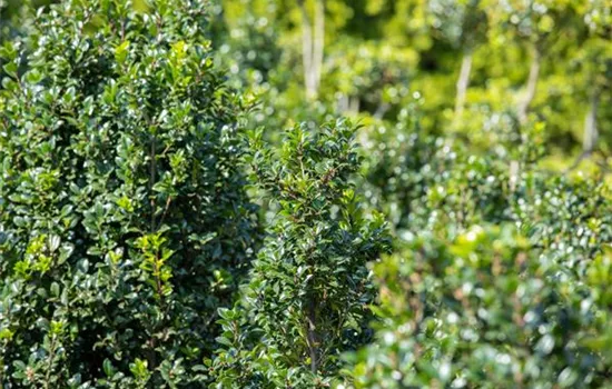 Ilex meserveae (x) 'Heckenstar'