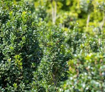Ilex meserveae (x) 'Heckenstar'