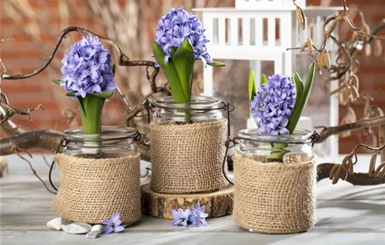 Blumenzwiebeln im Haus – Frühling im Wohnzimmer Blumenzwiebeln im Haus – Frühling im Wohnzimmer