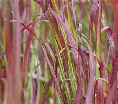 Imperata cylindrica 'Red Baron'