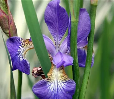 Iris ensata (syn. I. kaempferi)