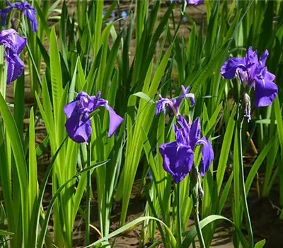 Iris laevigata