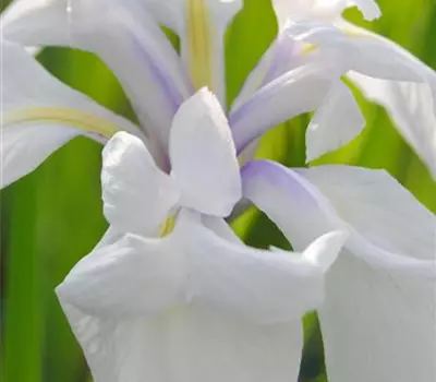 Iris laevigata 'Snowdrift'