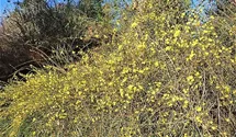 Winterjasmin