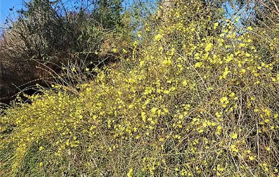 Jasminum nudiflorum