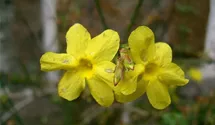 Winterjasmin