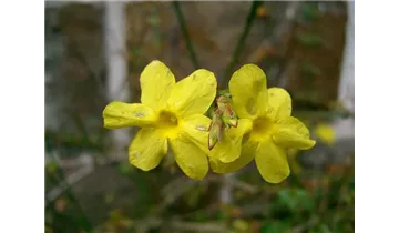 Winterjasmin
