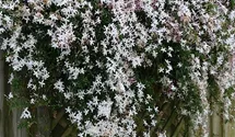 Echter Jasmin