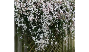 Echter Jasmin
