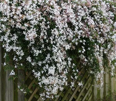 Jasminum officinale Jasminum officinale