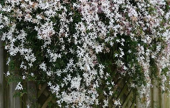 Jasminum officinale