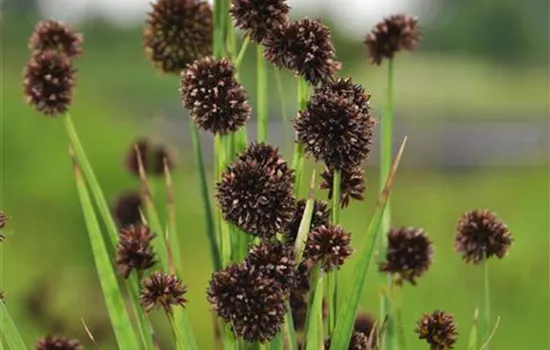 Juncus ensifolius