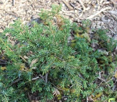 Juniperus communis 'Green Carpet'