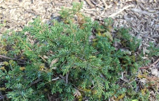 Juniperus communis 'Green Carpet'