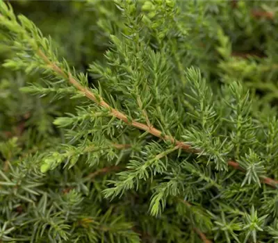 Juniperus communis 'Green Carpet'