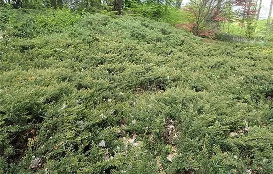 Juniperus communis 'Repanda'