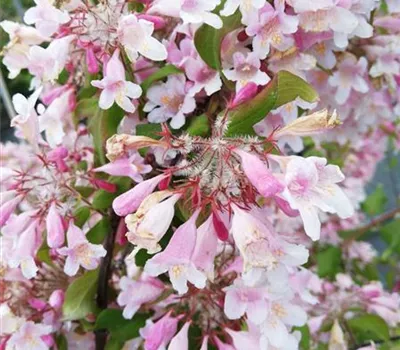 Kolkwitzia amabilis 'Rosea'