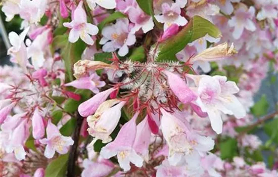 Kolkwitzia amabilis 'Rosea'