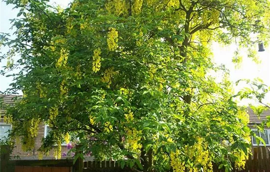 Laburnum watereri (x) 'Vossii'