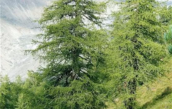 Larix decidua