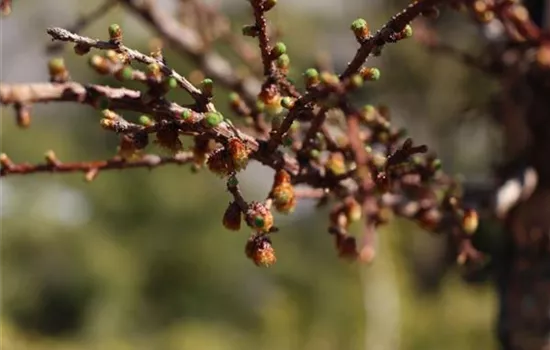 Larix decidua 'Little Bogle'