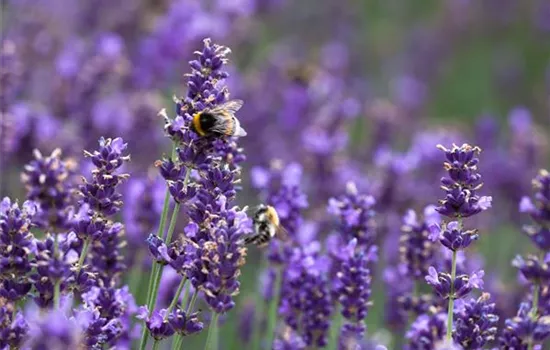 Lavandula angustifolia 'Hidcote'