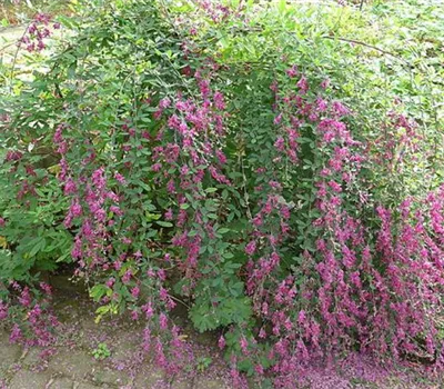 Lespedeza thunbergii Lespedeza thunbergii
