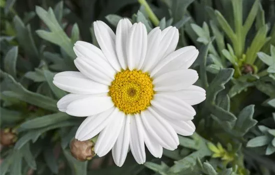 Leucanthemum (Superbum-Gruppe) 'Stina'