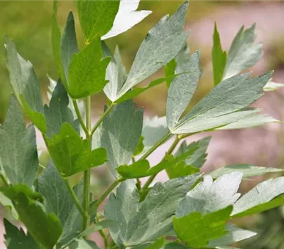 Levisticum officinale