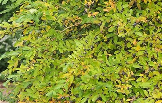 Ligustrum obtusifolium var. regelianum