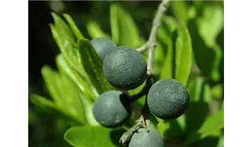 Ligustrum obtusifolium var. regelianum