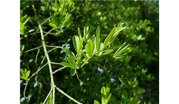Ligustrum obtusifolium var. regelianum
