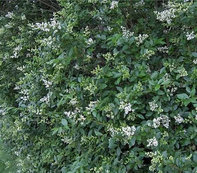 Ligustrum ovalifolium