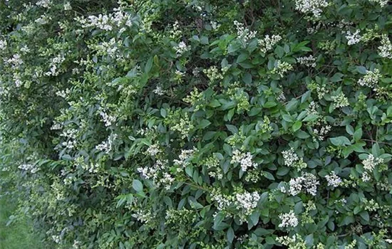 Ligustrum ovalifolium