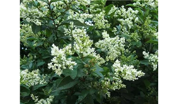 Liguster