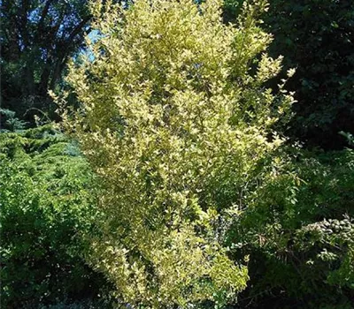 Ligustrum ovalifolium 'Aureum'