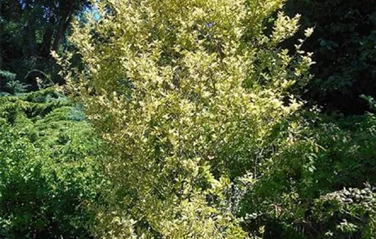 Ligustrum ovalifolium 'Aureum'