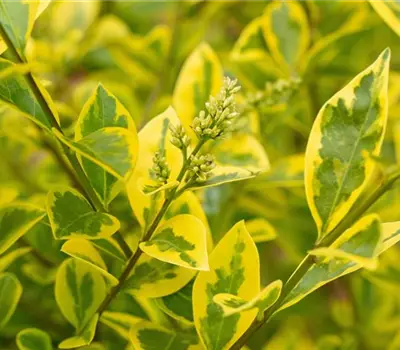 Ligustrum ovalifolium 'Aureum'