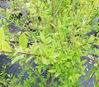 Ligustrum vulgare 'Atrovirens'