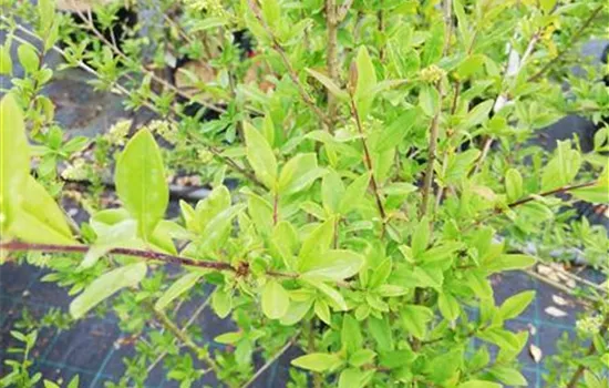 Ligustrum vulgare 'Atrovirens'