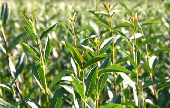 Ligustrum vulgare 'Lodense'