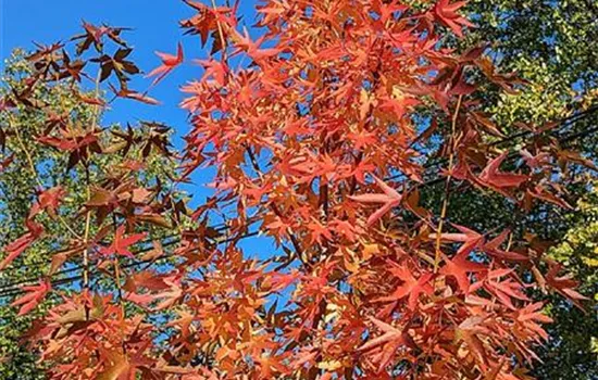 Liquidambar styraciflua