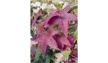 Kugel Amberbaum