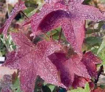 Liquidambar styraciflua 'Gum Ball'