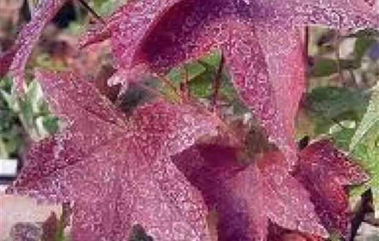 Liquidambar styraciflua 'Gum Ball'