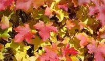 Kugel Amberbaum