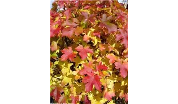 Kugel Amberbaum