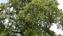 Tulpenbaum